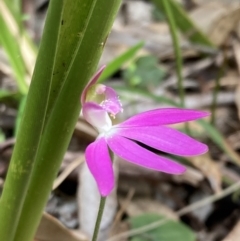 Caladenia catenata (White Fingers) at Callala Creek Bushcare - 15 Sep 2022 by AnneG1