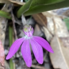 Caladenia catenata at Callala Beach, NSW - suppressed