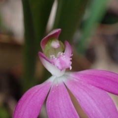 Caladenia catenata at Callala Beach, NSW - suppressed