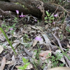 Caladenia catenata at Callala Beach, NSW - suppressed