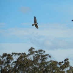 Circus approximans (Swamp Harrier) at Margate, TAS - 4 Dec 2019 by Amata