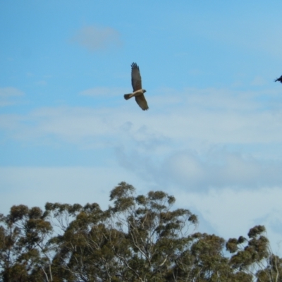 Circus approximans (Swamp Harrier) at Margate, TAS - 4 Dec 2019 by Amata