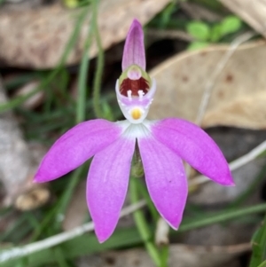 Caladenia catenata at Callala Beach, NSW - suppressed