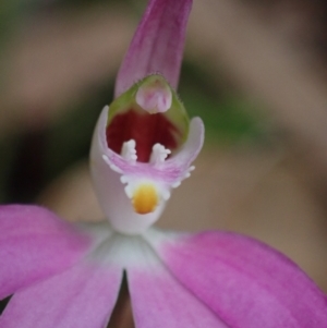 Caladenia catenata at Callala Beach, NSW - suppressed