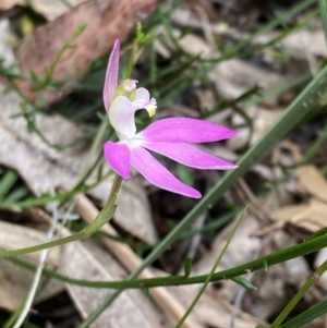 Caladenia catenata at Callala Beach, NSW - suppressed