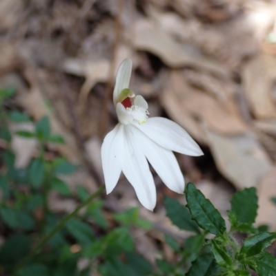 Caladenia catenata (White Fingers) at Callala Creek Bushcare - 15 Sep 2022 by AnneG1