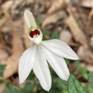 Caladenia catenata at Callala Beach, NSW - 15 Sep 2022