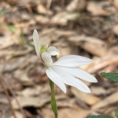 Caladenia catenata at Callala Beach, NSW - suppressed
