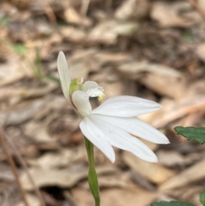 Caladenia catenata at Callala Beach, NSW - suppressed