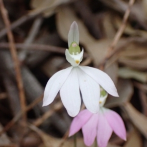 Caladenia catenata at Callala Beach, NSW - 15 Sep 2022