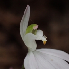 Caladenia catenata at Callala Beach, NSW - suppressed
