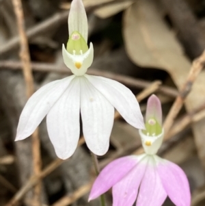 Caladenia catenata at Callala Beach, NSW - suppressed