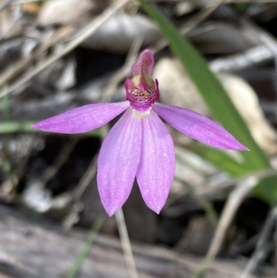 Caladenia hillmanii (Purple Heart Orchid) at Callala Creek Bushcare - 15 Sep 2022 by AnneG1