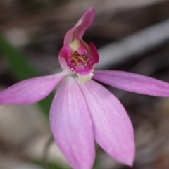 Caladenia hillmanii at Callala Beach, NSW - suppressed