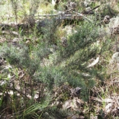 Chrysocephalum semipapposum at Hawker, ACT - 20 Sep 2022