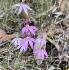 Caladenia hillmanii (Purple Heart Orchid) at Callala Creek Bushcare - 15 Sep 2022 by AnneG1