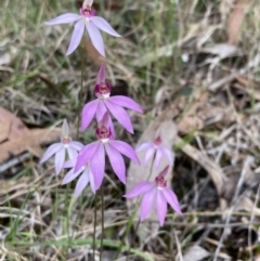 Caladenia hillmanii (Purple Heart Orchid) at Callala Beach, NSW - 15 Sep 2022 by AnneG1