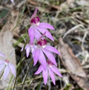 Caladenia hillmanii at Callala Beach, NSW - 15 Sep 2022