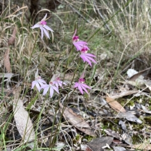 Caladenia hillmanii at Callala Beach, NSW - suppressed