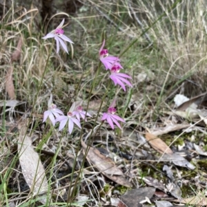 Caladenia hillmanii at Callala Beach, NSW - 15 Sep 2022