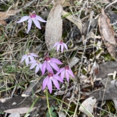 Caladenia hillmanii at Callala Beach, NSW - suppressed