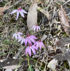 Caladenia hillmanii at Callala Beach, NSW - suppressed