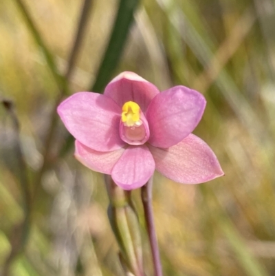 Thelymitra carnea (Tiny Sun Orchid) at Vincentia, NSW - 17 Sep 2022 by AnneG1