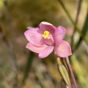 Thelymitra carnea at Vincentia, NSW - 17 Sep 2022