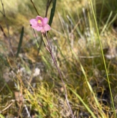 Thelymitra carnea at Vincentia, NSW - suppressed