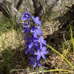 Thelymitra ixioides (Dotted Sun Orchid) at Vincentia, NSW - 17 Sep 2022 by AnneG1