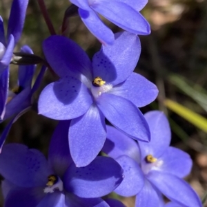 Thelymitra ixioides at Vincentia, NSW - 17 Sep 2022