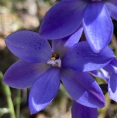 Thelymitra ixioides at Vincentia, NSW - suppressed