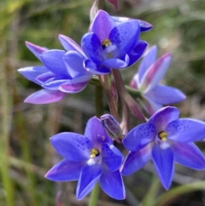 Thelymitra ixioides at Vincentia, NSW - 17 Sep 2022