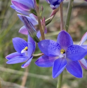 Thelymitra ixioides at Vincentia, NSW - 17 Sep 2022