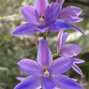 Thelymitra ixioides at Vincentia, NSW - 17 Sep 2022