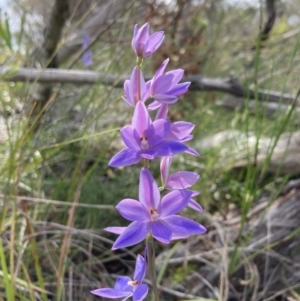 Thelymitra ixioides at Vincentia, NSW - 17 Sep 2022