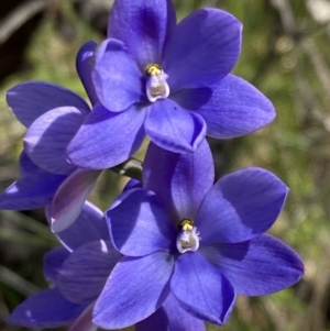 Thelymitra ixioides at Vincentia, NSW - 17 Sep 2022