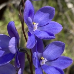 Thelymitra ixioides at Vincentia, NSW - 17 Sep 2022