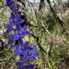 Thelymitra ixioides at Vincentia, NSW - 17 Sep 2022