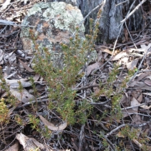 Hibbertia sp. at Hawker, ACT - 20 Sep 2022