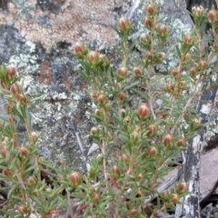 Hibbertia sp. at Hawker, ACT - 20 Sep 2022