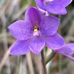 Thelymitra ixioides (Dotted Sun Orchid) at Vincentia, NSW - 17 Sep 2022 by AnneG1