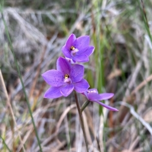 Thelymitra ixioides at Vincentia, NSW - suppressed