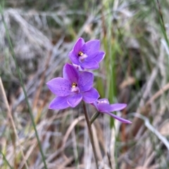 Thelymitra ixioides at Vincentia, NSW - 17 Sep 2022