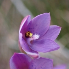 Thelymitra ixioides at Vincentia, NSW - 17 Sep 2022