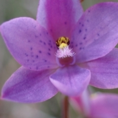 Thelymitra ixioides at Vincentia, NSW - suppressed