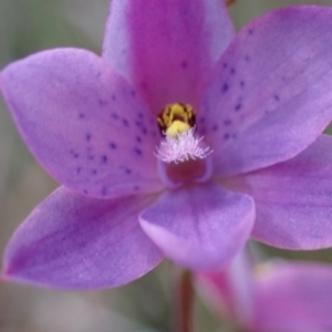 Thelymitra ixioides at Vincentia, NSW - 17 Sep 2022