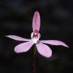 Caladenia fuscata (Dusky Fingers) at Huskisson, NSW - 18 Sep 2022 by AnneG1