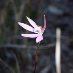 Caladenia fuscata at Huskisson, NSW - 18 Sep 2022