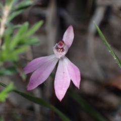 Caladenia fuscata at Huskisson, NSW - 18 Sep 2022